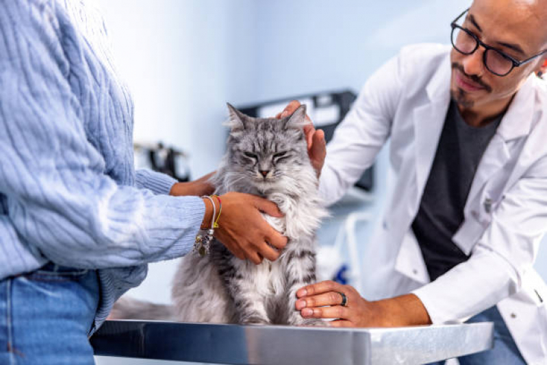 Tratamento para Pancreatite em Gatos Contratar Jardim Nova Alvorada - Tratamento para Esporotricose Felina