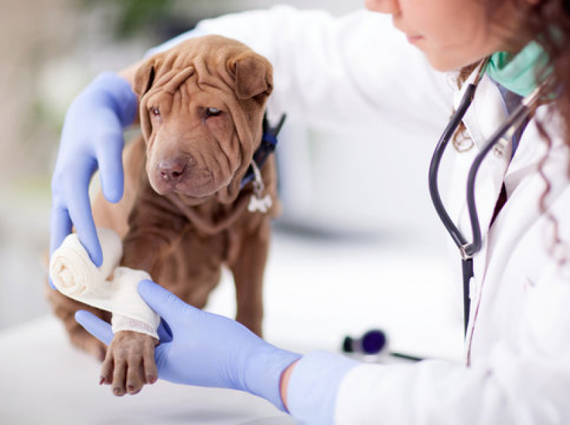 Ultrassom para Animais Jardim Minda - Ultrassonografia para Cachorro
