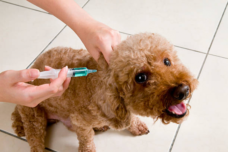 Vacina Antirrábica em Cachorro Jardim Santa Izabel - Vacina de Raiva Cachorro