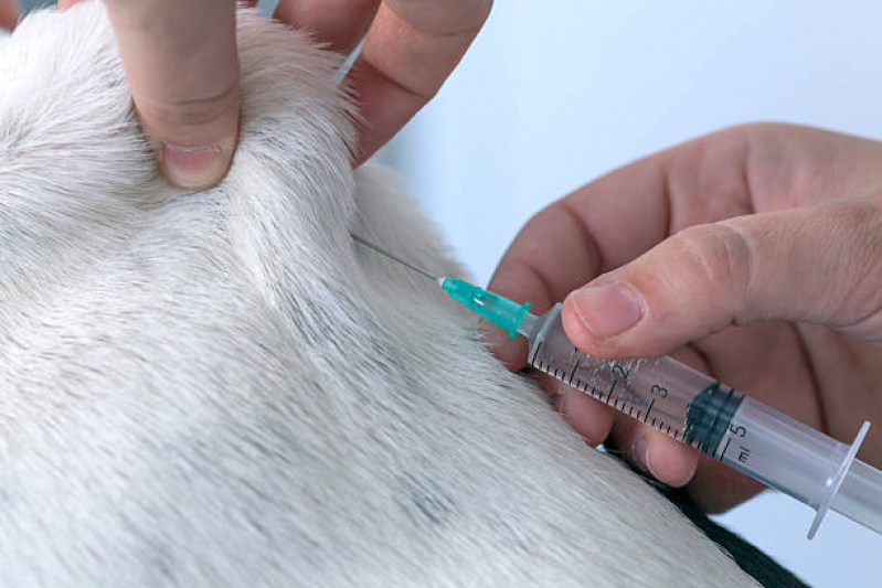 Vacina Cachorro Onde Faz Jardim Amanda II - Vacina Polivalente Cachorro