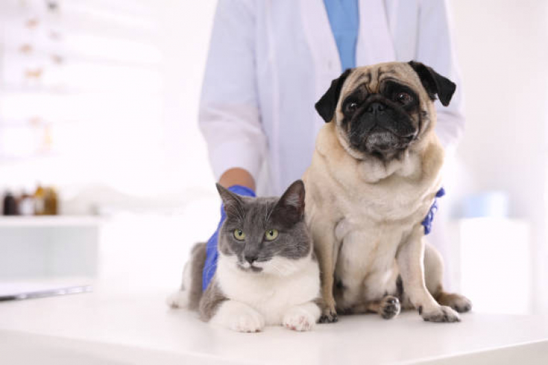 Vacina contra Gripe para Cães Marcar Chácara Reymar - Vacina contra Gripe para Cães