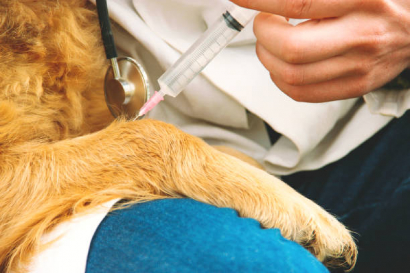 Vacina contra Leptospirose para Cães Chácara Reymar - Vacina V5 para Gato