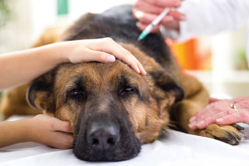 Vacina da Raiva para Cachorro Chácara Recreio Alvorada - Vacina Antirrábica Animal