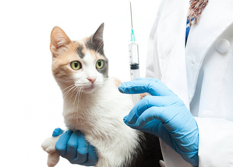 Vacina de Gato Onde Faz Parque Terras de Santa Maria - Vacina Antirrábica Gato