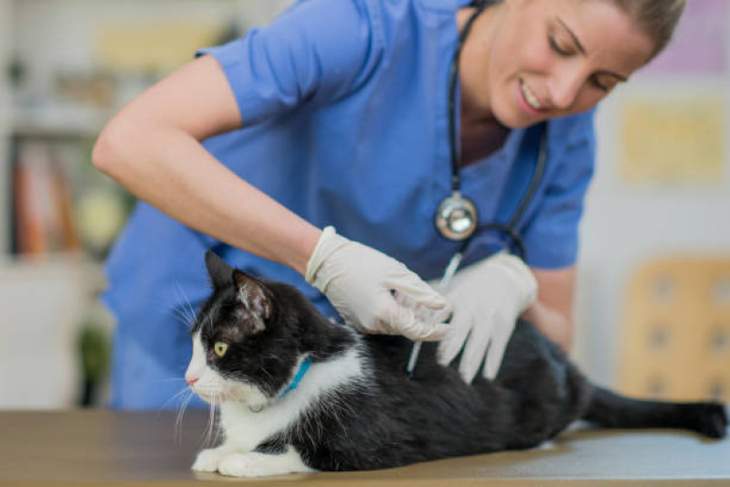 Vacina de Raiva para Gatos Onde Faz Loteamento Adventista Campineiro - Vacinas V4 para Gatos