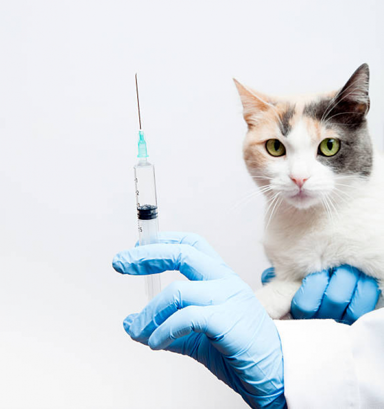 Vacina de Raiva para Gatos Loteamento Remanso Campineiro - Vacina V5 para Gato