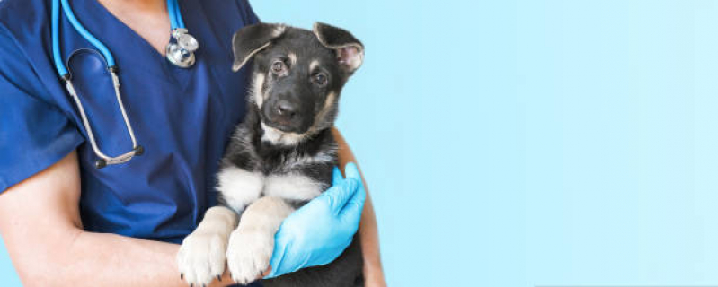 Vacina Filhote Cachorro Onde Faz Chácara Planalto - Vacina Polivalente Cachorro