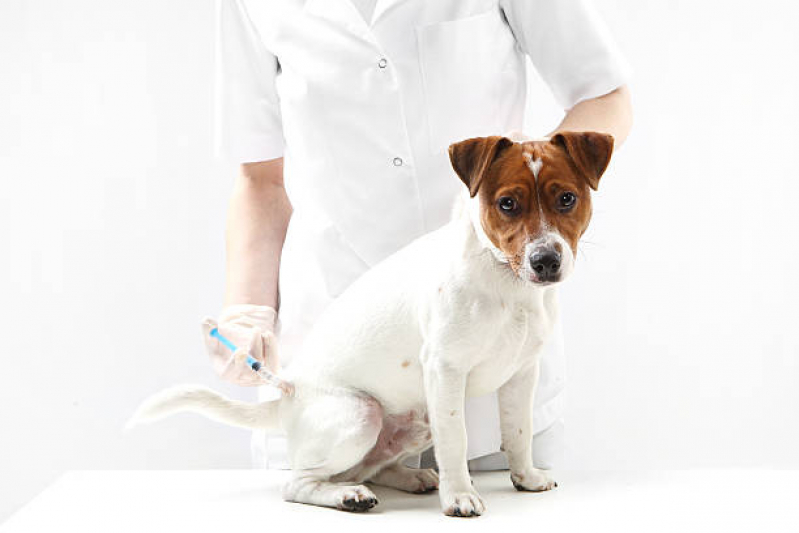 Vacina Leishmaniose Canina Jardim Residencial Firenze - Vacina de Cachorro