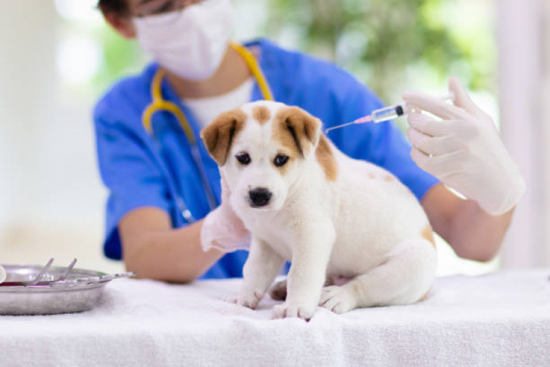 Vacina para Filhotes de Cachorro Chácara Recreio Alvorada - Vacina Cachorro Filhote