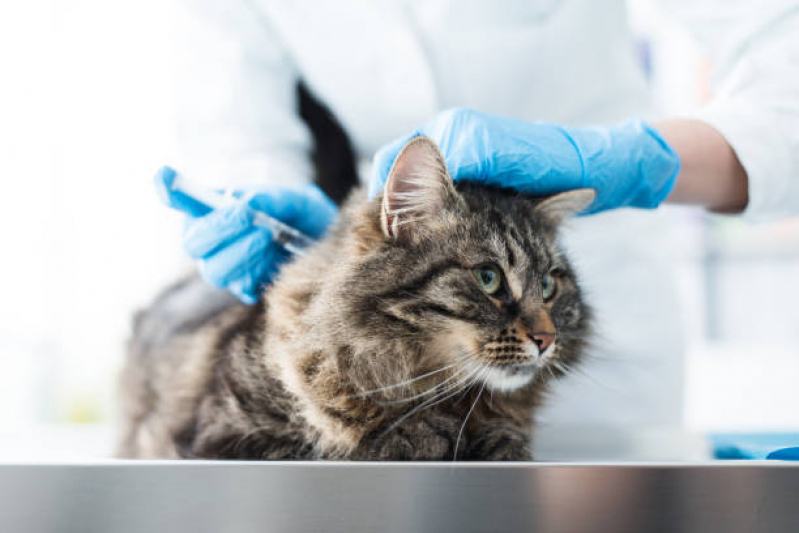 Vacina para Gato Onde Faz Chácaras Panaio - Vacina Quádrupla Felina