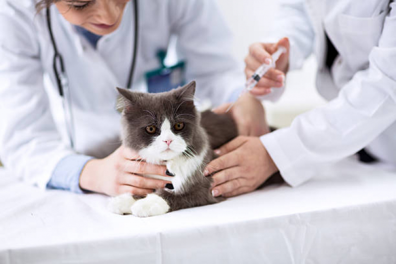 Vacina para Gatos Onde Faz Parque Terras de Santa Maria - Vacina Antirrábica Gato