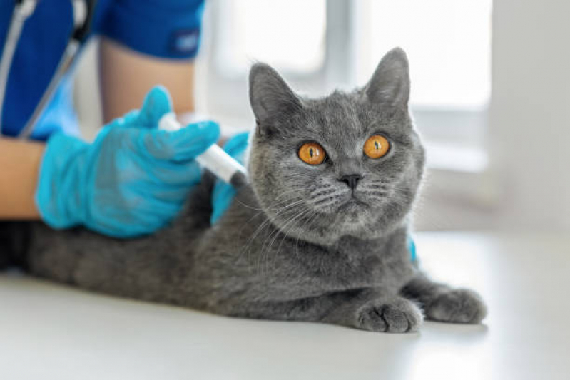 Vacina Polivalente Gatos Parque Orestes Ôngaro - Vacina de Gato