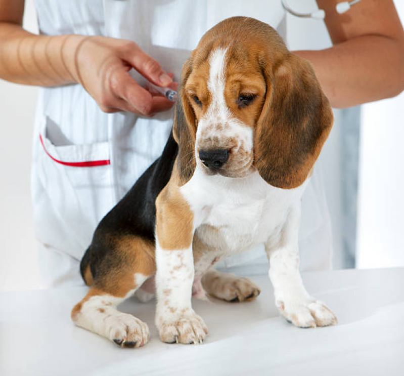 Vacina V10 para Cães Jardim Boa Esperança - Vacina de Raiva para Cachorro