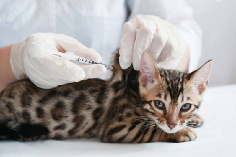 Vacina V4 para Gatos Aplicação Residencial Jardim de Mônaco - Vacina Antirrábica Animal