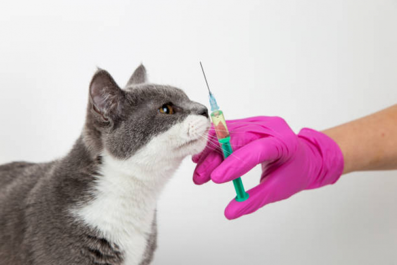 Vacina V5 para Gato Aplicação Jardim Nossa Sra. de Fátima - Vacina contra Leptospirose para Cães