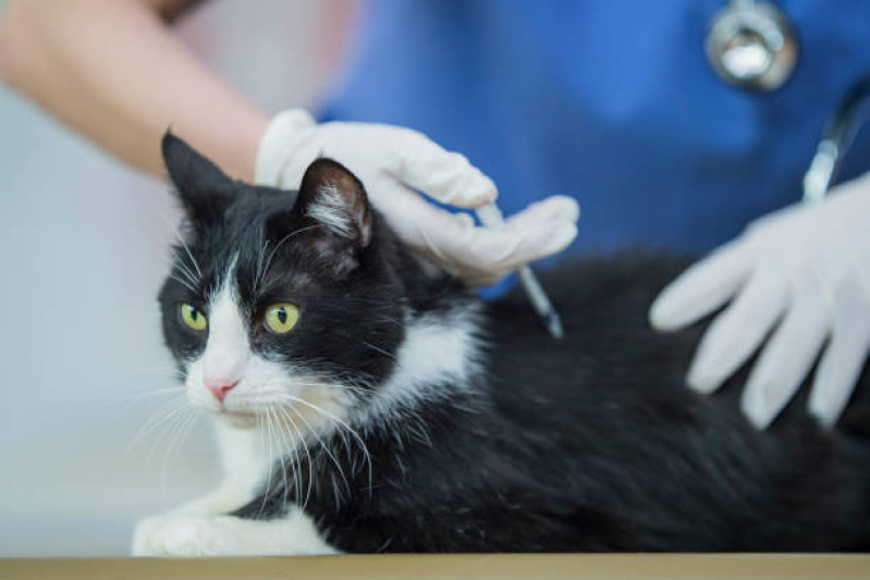 Vacina V5 para Gatos Santa Emília - Vacina de Gato
