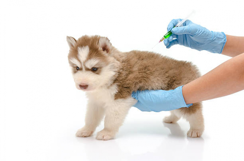 Vacinas para Cachorros Filhotes Onde Faz Jardim do Jatoba - Vacina Cachorro Filhote