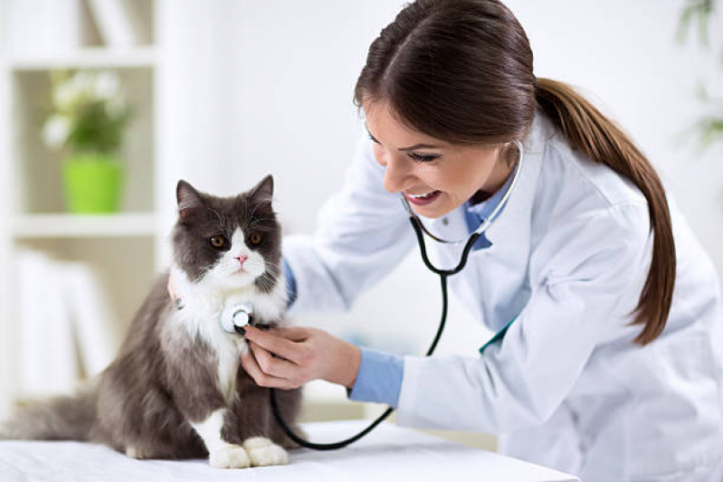 Veterinária de Felinos Jardim Dulce - Veterinário para Gatos