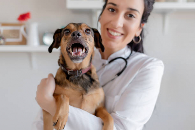 Veterinário Cães e Gatos Contato Conjunto Habitacional Jardim Primavera - Veterinária Especialista em Olhos de Cachorro