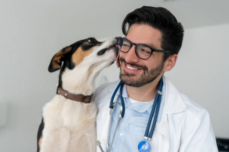 Veterinário Cães e Gatos Jardim Ricardo - Veterinária Especialista em Olhos de Cachorro