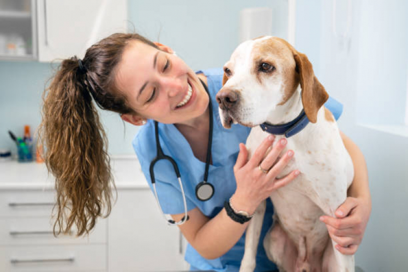 Veterinário de Cães Contato Jardim Amanda II - Veterinário Especialista em Ouvido de Cachorro
