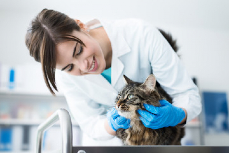 Veterinário Especialista em Animais com Câncer Remanso Campineiro - Veterinário Especialista em Gatos
