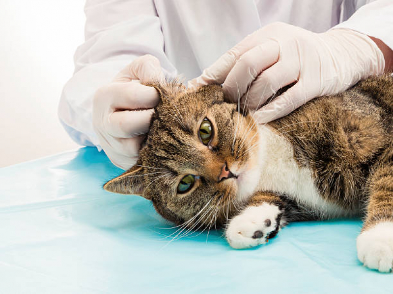 Veterinário Especializado em Felinos Agendar Chácaras Assay - Veterinário para Gato